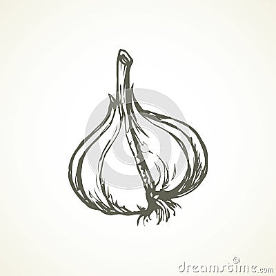 Garlic. Vector illustration Vector Illustration