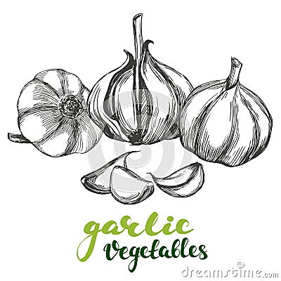 Garlic vegetable set hand drawn vector illustration realistic sketch Vector Illustration