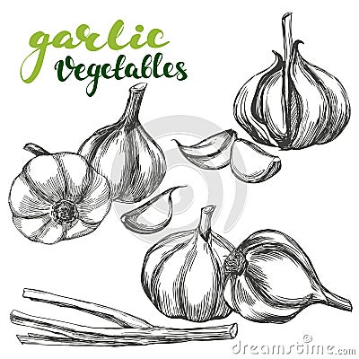 Garlic vegetable set hand drawn vector illustration realistic sketch Vector Illustration