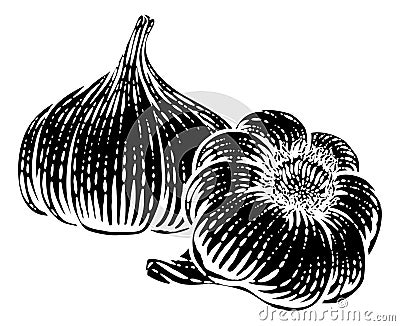 Garlic Vegetable Vintage Woodcut Illustration Vector Illustration