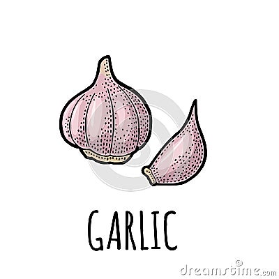 Garlic whole head and clove. Vector black vintage engraving Vector Illustration