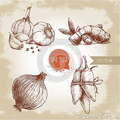 Garlics with cloves and black peppers, ginger root, onion and jalapeno peppers. Vector Illustration