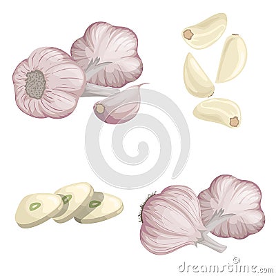 Garlics set. Cartoon flat style of fresh farm market organic product. Whole garlic bulbs, peeled whole and chopped sliced cloves. Vector Illustration