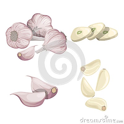 Garlics set. Cartoon flat style of fresh farm market organic product. Whole garlic bulbs, peeled whole and chopped sliced cloves. Vector Illustration