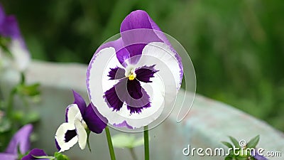 Gartenpansie in einem Glas Gartenpansie in einem Glas