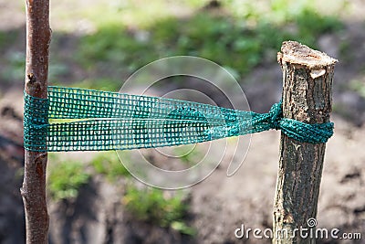 Garter fruit tree seedlings to support Stock Photo