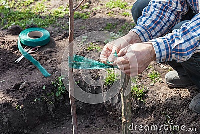 Garter fruit tree seedlings to support Stock Photo