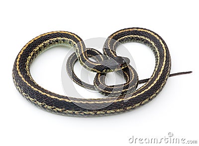 Garter Snake Stock Photo