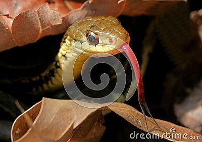 Garter Snake Stock Photo