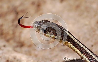 Garter Snake Stock Photo