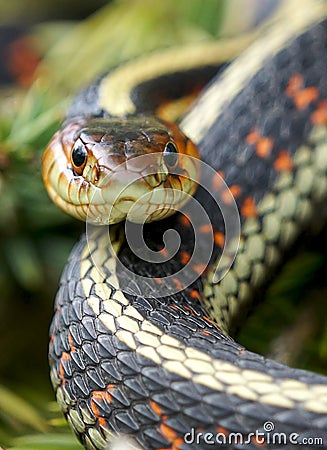 Garter Snake Stock Photo