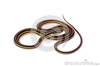 Garter Snake Stock Photo