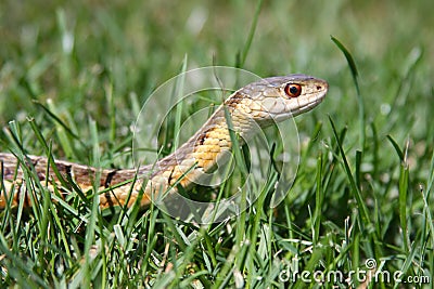 Garter Snake in the Grass Stock Photo