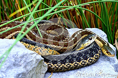 Garter Snakes Stock Photo