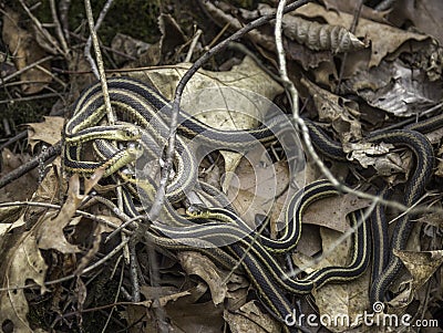 Garter Snakes Stock Photo