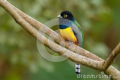 Gartered trogon - Trogon caligatus also northern violaceous trogon, yellow and dark blue, green passerine bird, in forests Mexico Stock Photo