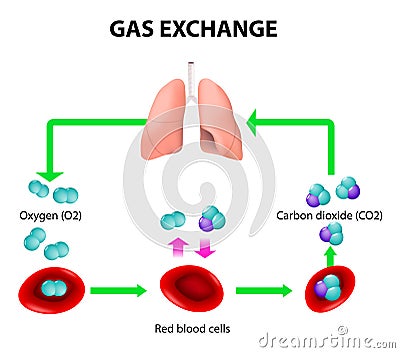 exchange gas transport oxygen blood dioxide carbon transported humans cells cycle path both around red lungs body