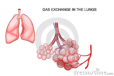 Gas exchange in the lungs Vector Illustration