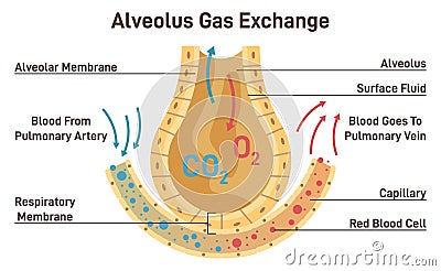 Gas exchange. Respiratory membrane of alveoli, oxygen and carbon Vector Illustration