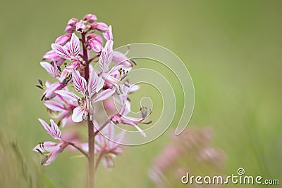 Gas plant Dictamnus albus Stock Photo