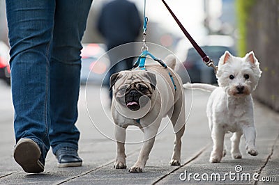 Woman is walking with dogs in the city Stock Photo