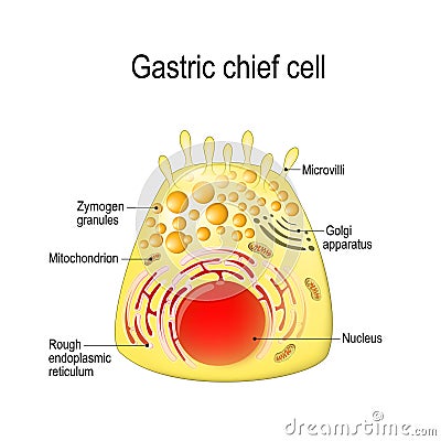 Gastric chief peptic, gastric zymogenic cell. Vector Illustration