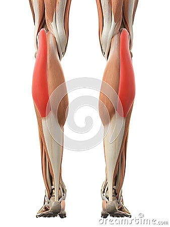 The gastrocnemius lateral head Cartoon Illustration