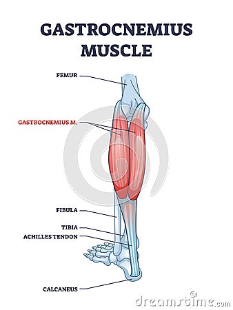 Gastrocnemius muscle with leg and ankle anatomical structure outline diagram Vector Illustration