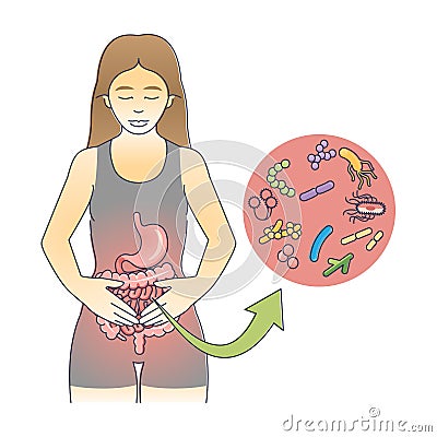 Gastroenteritis as gastrointestinal tract inflammation outline diagram Vector Illustration