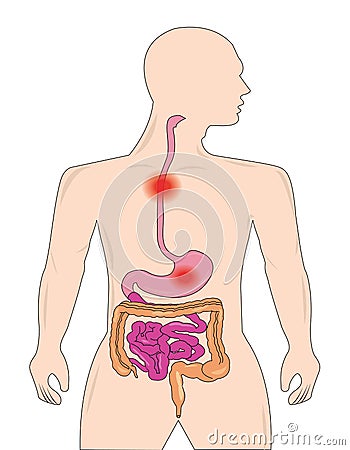 Gastrointestinal Vector Illustration