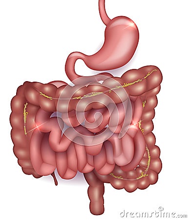 Gastrointestinal system Vector Illustration