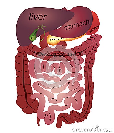 Gastrointestinal tract Vector Illustration