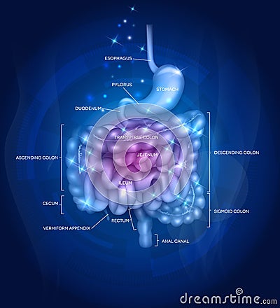 Gastrointestinal tract abstract design Vector Illustration