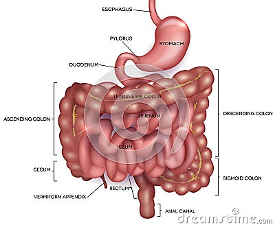 Gastrointestinal tract with description Vector Illustration