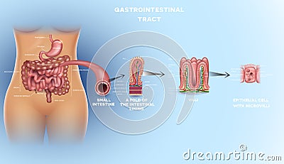 Gastrointestinal tract detailed anatomy Vector Illustration