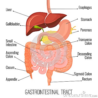 Gastrointestinal tract. Human intestine and stomach organ. Medical vector illustration Vector Illustration