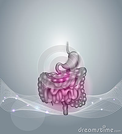 Gastrointestinal tract Vector Illustration