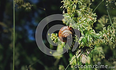 Snail eating on a plant in forest. Stock Photo