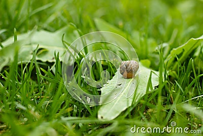 The Gastropoda Stock Photo