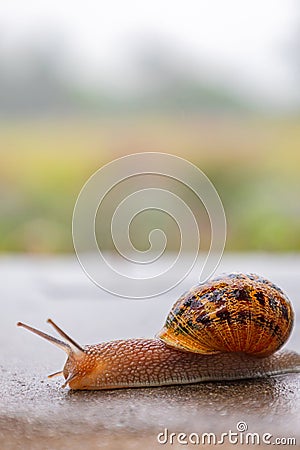 Gastropods with an external spotted brown black shell. snail crawls along a rough surface Stock Photo