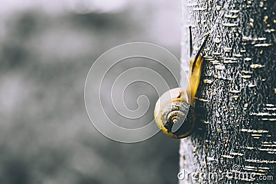 Gastropods are more commonly known as snails Stock Photo