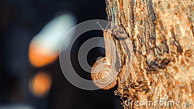 A snail that is walking on a rock Stock Photo