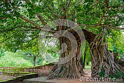 Gate of time. Arch of bodhi Tree. Unseen Thailand at Wat Phra Ngam, Phra Nakhon Si Ayutthaya, Thailand. Stock Photo