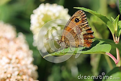 Gatekeeper butterfly basking in the sun on a leaf in close up Stock Photo