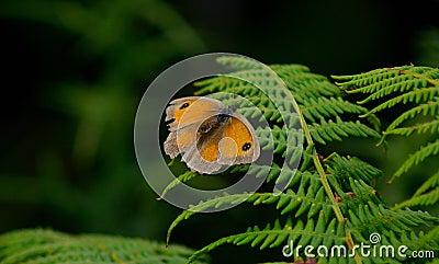 Gatekeeper Stock Photo