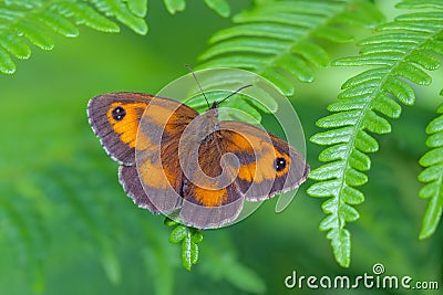Gatekeeper Butterfly - Pyronia tithonus resting on a fern leaf Stock Photo
