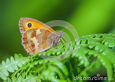 Gatekeeper Butterfly - Pyronia tithonus resting on a fern leaf Stock Photo