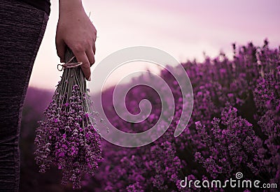 Gathering a bouquet of lavender. Girl hand holding a bouquet of fresh lavender in lavender field. Sun, sun haze, glare. Stock Photo