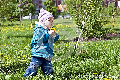 Gathering of dandelions on a glade 4 Stock Photo