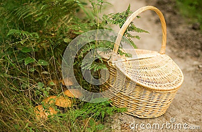 Gathering mushrooms Stock Photo